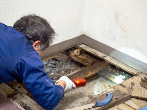 Best Mold Damage Repair  in Moscow, ID