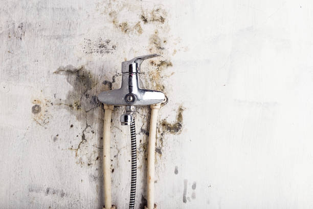 Best Attic Mold Removal  in Moscow, ID