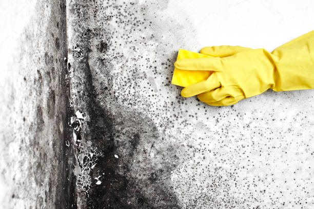 Moscow, ID Mold Removal Company