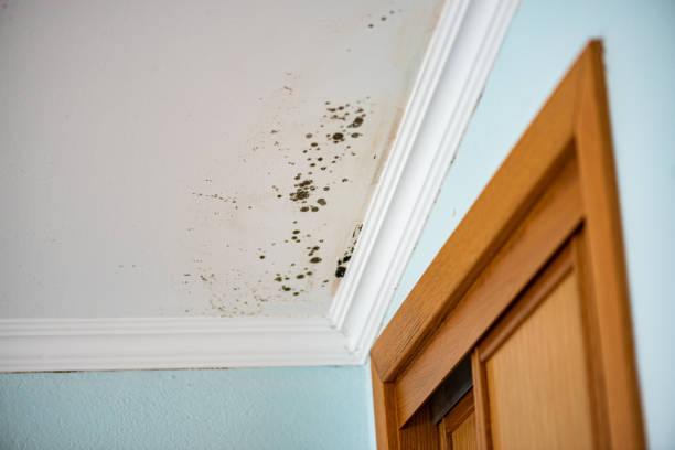 Mold Removal Process in Moscow, ID