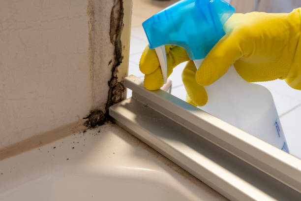 Office Mold Removal Services in Moscow, ID