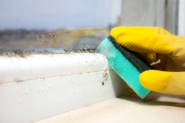 Best Mold Removal Process  in Moscow, ID