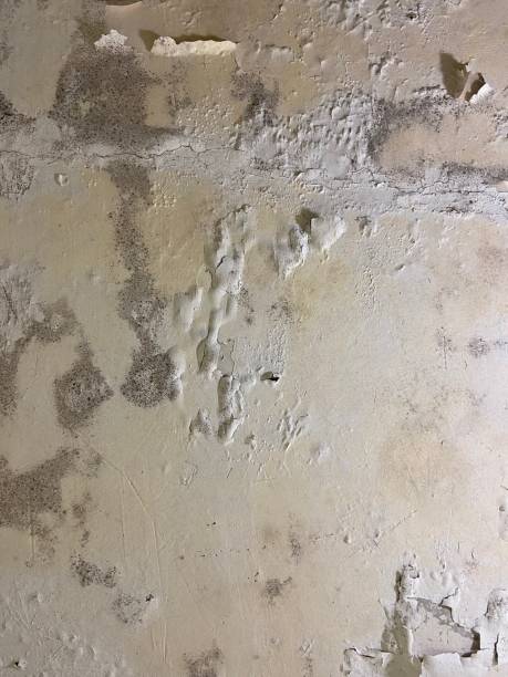 Best Emergency Mold Removal  in Moscow, ID