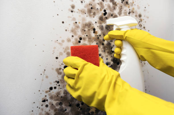 Best Toxic Mold Removal  in Moscow, ID