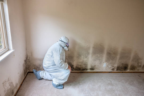 Best Mold Remediation  in Moscow, ID
